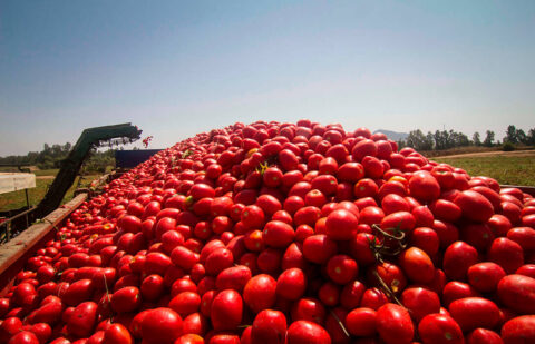 Extremadura busca soluciones para que los agricultores que no vendieron su tomate sin cubrir costes no pierdan los 3 millones de ayuda asociada