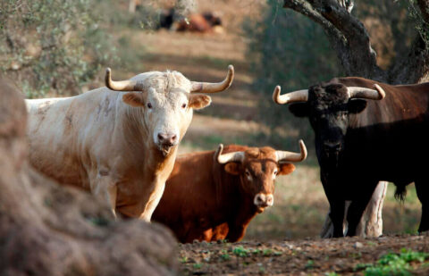Los ganaderos alertan de la reducción de un 20 por ciento en la oferta de toros para los festejos de este año