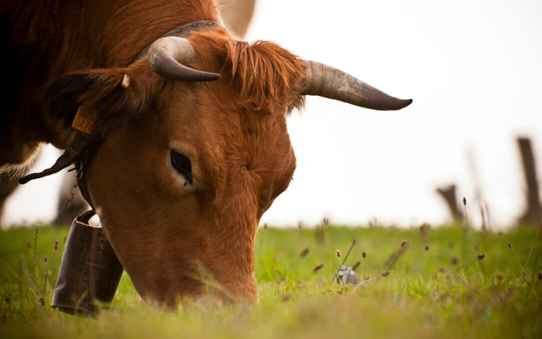 La ganadería de vacuno de carne de España emite un 66% menos de gases de efecto invernadero y consume un 65% menos de agua