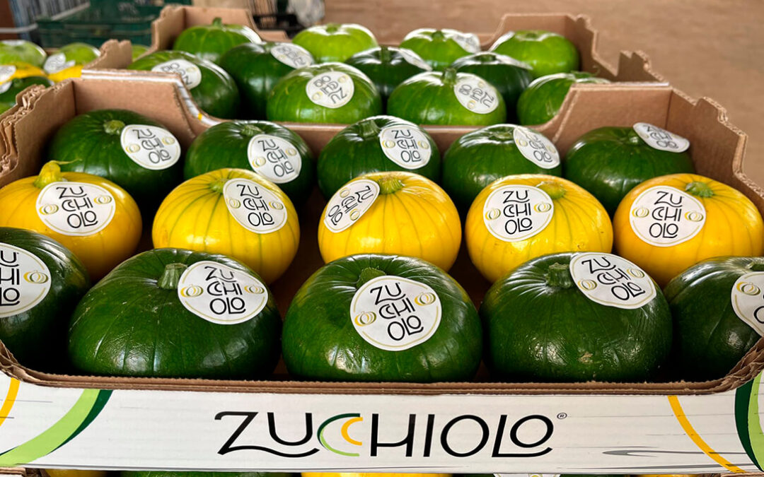 Zucchiolo, la nueva hortaliza que es una fusión entre el pepino y el calabacín, logra el Premio a la Innovación en Fruit Logistica 2024