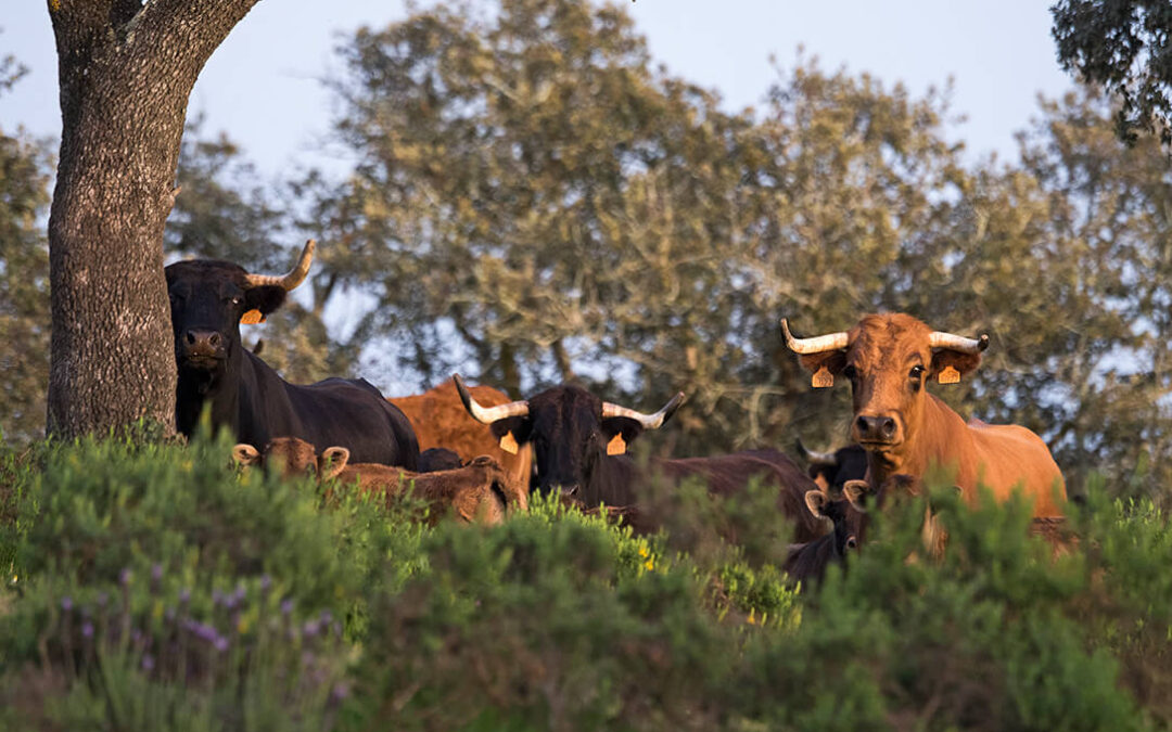 El 16 de mayo será el Día Internacional de la Tauromaquia, que conmemorará al muerte del torero Joselito El Gallo