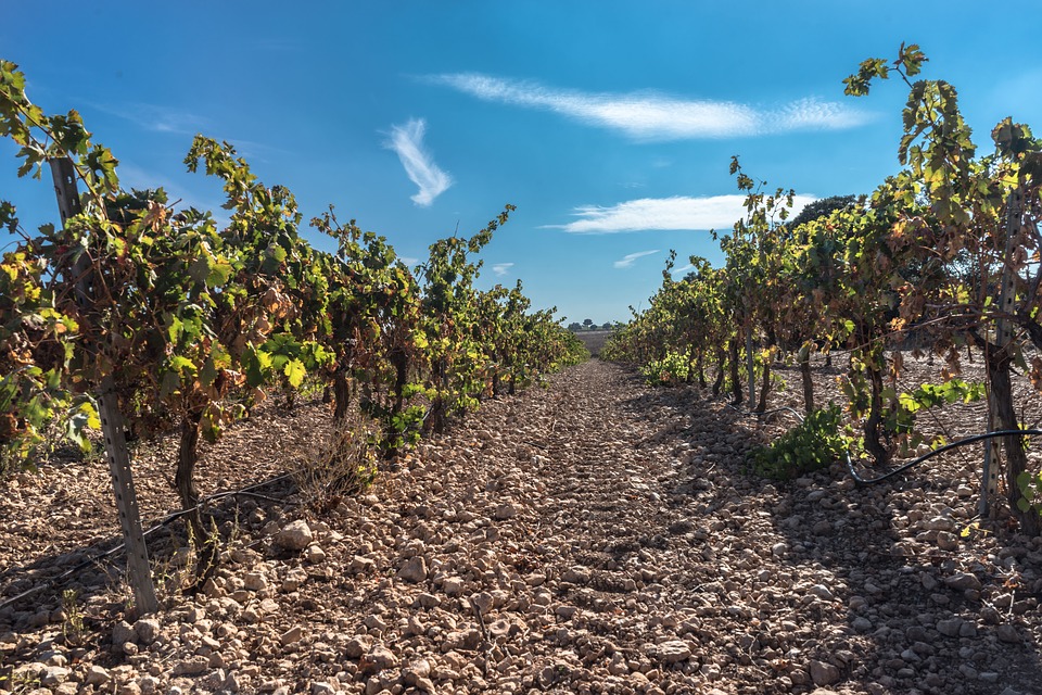 El 39,9% de viticultores de España está en Galicia: genera empleo, a tiempo completo, para 15.900 personas