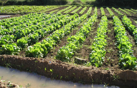 Piden soluciones a las ayudas de la agricultura ecológica en Castilla-La Mancha: 5.000 agricultores se quedan fuera por falta de presupuesto