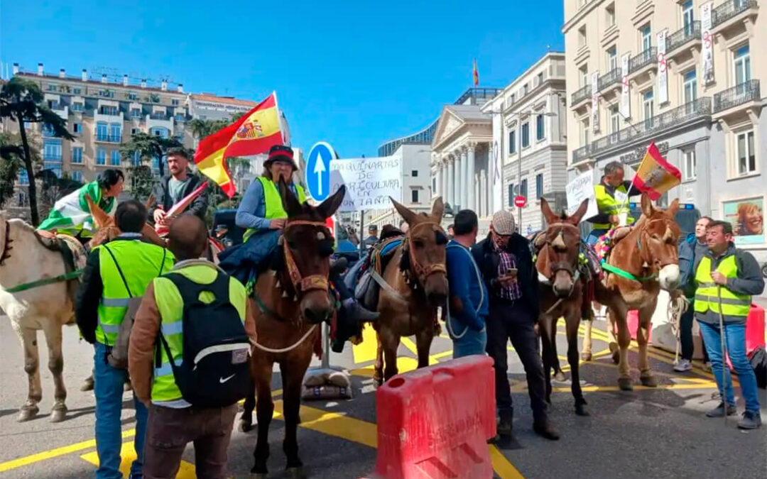 Siguen las movilizaciones: un agricultor herido en Burgos al ser atropellado, corte de carreteras y protestas olivarera con burros en Madrid