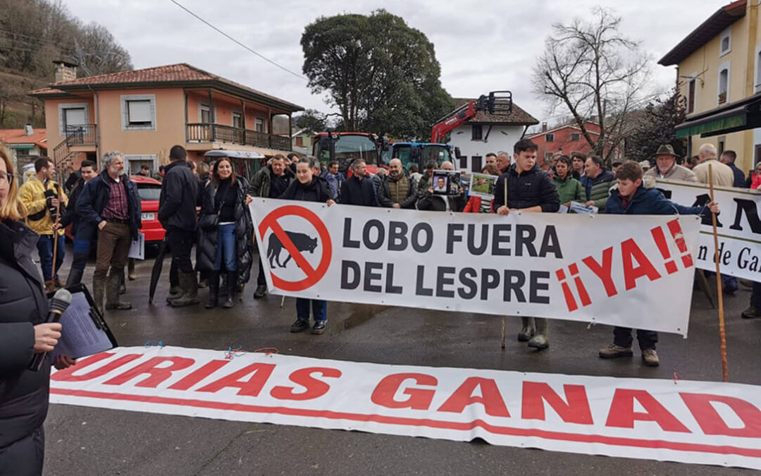 Asturias Ganadera exige al Principado sacar el lobo del Lespre de forma inmediata y que se enfrente al Gobierno de Sánchez