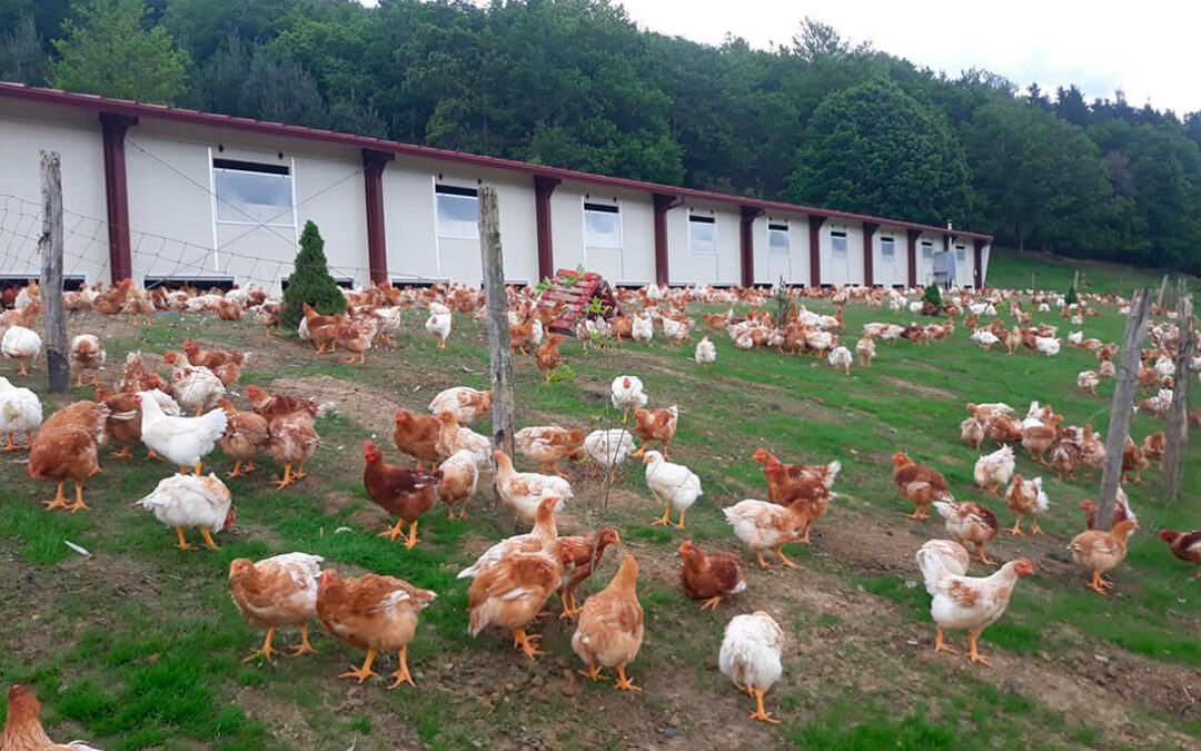 Certificado el cálculo de la huella de carbono de un kilo de pollo desde las granjas hasta la comercialización: se ha rebajado un 10% en un año