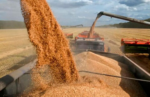 Denuncian que el 75% del trigo y el 33% del maíz que exporta Ucrania viene directamente a España hundiendo los precios del grano nacional