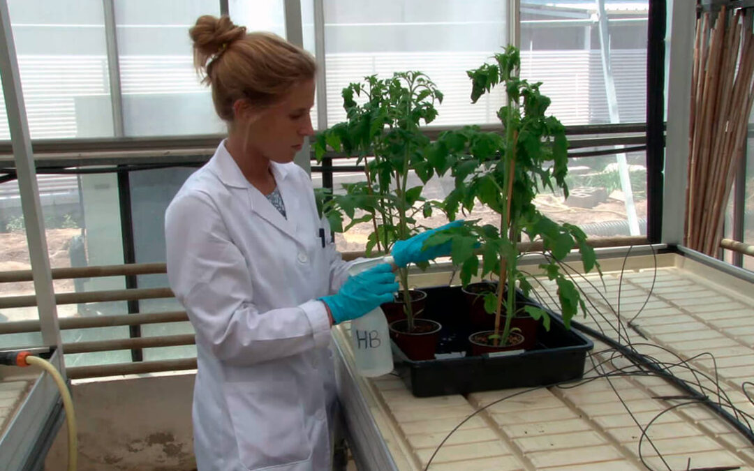 Un compuesto patentado por la UPV y el CSIC reduce el impacto de la sequía y mejora la productividad en plantas de tomate