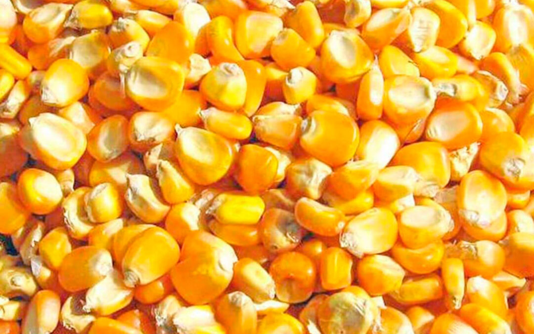 Comienza a cotizar el maíz seco en la Lonja de León a 198 euros la tonelada, casi cien euros menos que hace un año