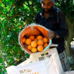 El problema de la entrada masiva de naranja de Egipto se extiende: satura el mercado, hunde los precios y arruina a los agricultores andaluces