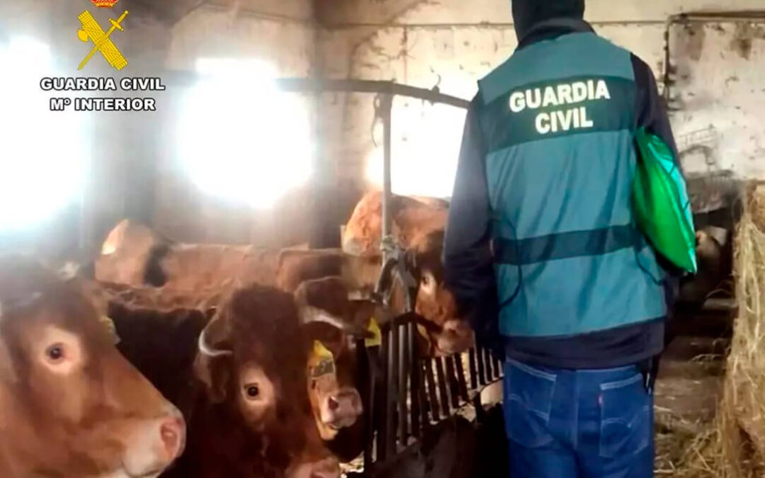 Tres detenidos por introducir con movimientos ilegales del ganado de Cáceres a Cantabria la EHE en la cabaña ganadera del norte