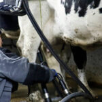 Animan a los ganaderos a pedir su indemnización por los abusos de la industria láctea, que podría ir de los 25.000 € hasta los 35.000 por año