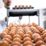 El sector productor e industrial del huevo advierte de que si «la UE no levanta el pie del acelerador, el campo gripará»