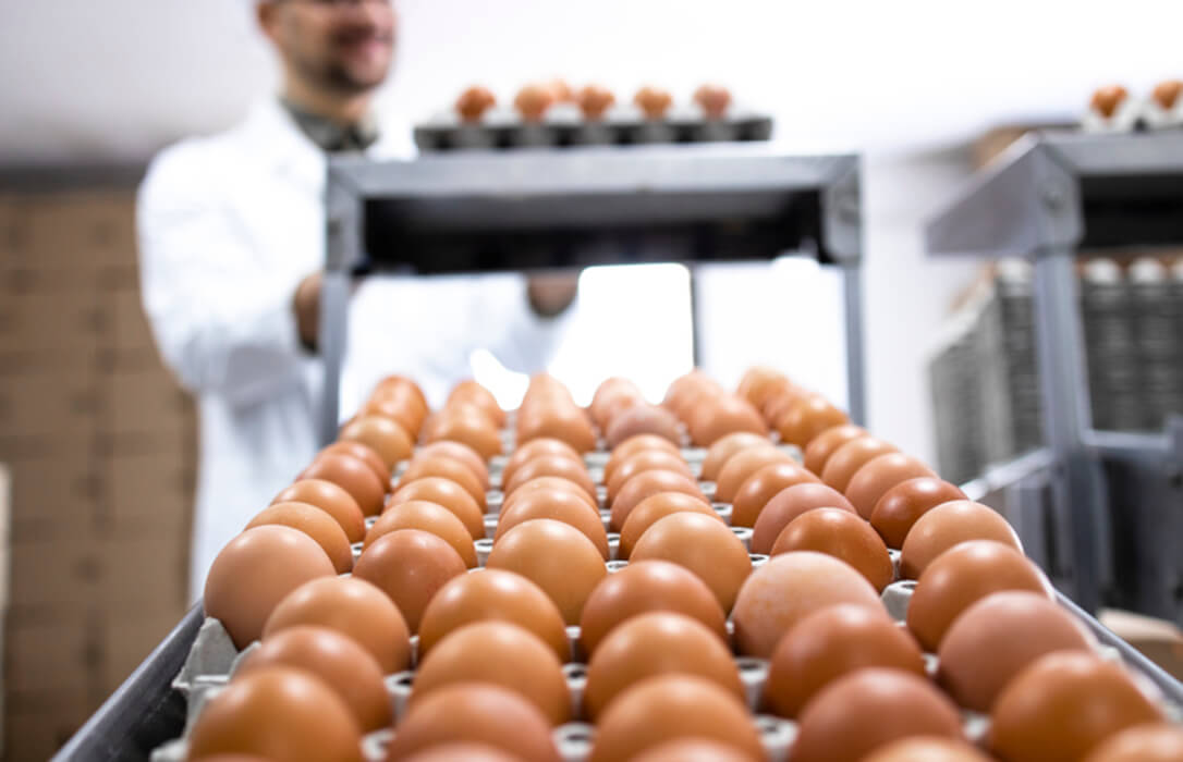El sector productor e industrial del huevo advierte de que si «la UE no levanta el pie del acelerador, el campo gripará»