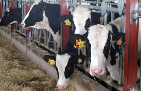 Acusan a las industrias lácteas de «juego sucio» por proponer una nueva rebaja de precio en origen de la leche