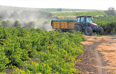 Critican que las ayudas a la vendimia en verde perjudican a los viticultores profesionales que soliciten más hectáreas