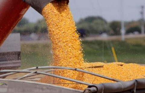El maíz detiene su bajada en las lonjas nacionales mientras que el trigo toca mínimos de 3 años en las bolsas internacionales