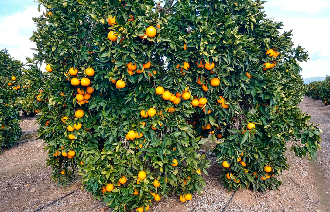 Denuncian ante la AICA la venta de naranja de Egipto como si fueran andaluzas con un rótulo que dice “el origen es su garantía”