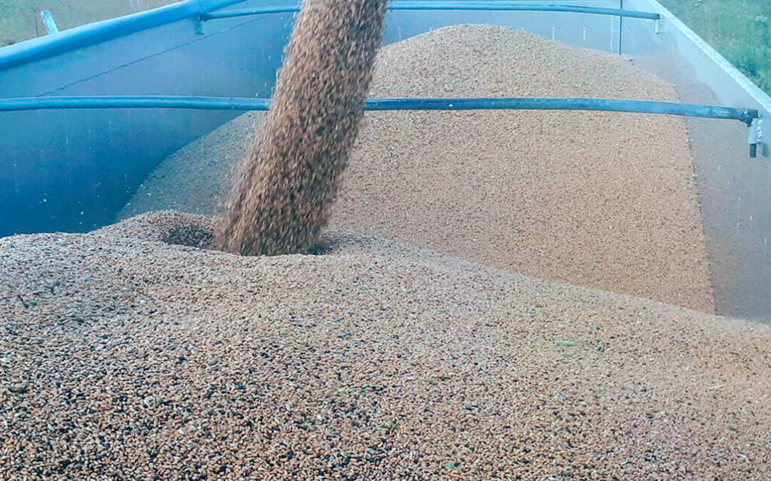 No abandona la tendencia bajista en el mercado cerealista de la lonja del Ebro con un maíz como el cereal más fuerte y que mantiene precio
