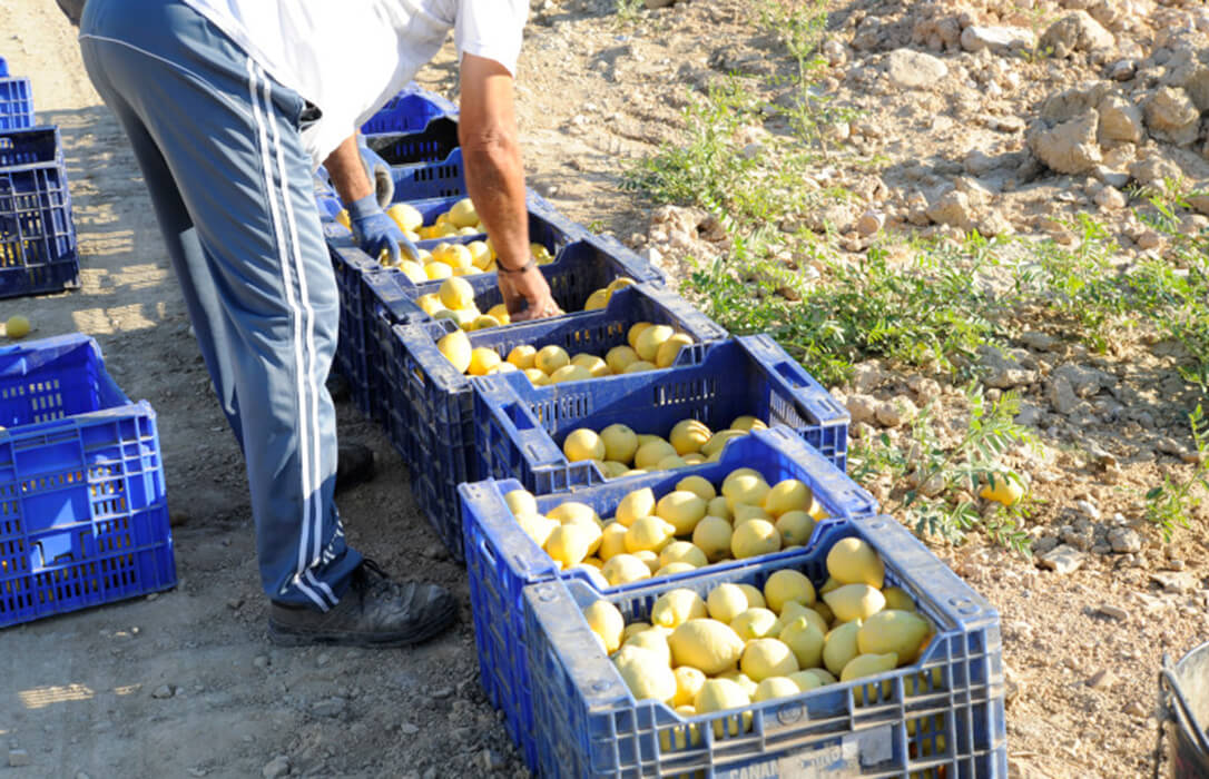 Reclaman un plan de choque excepcional para hacer frente a la crisis del limón ante la amenaza de abandono de muchos agricultores