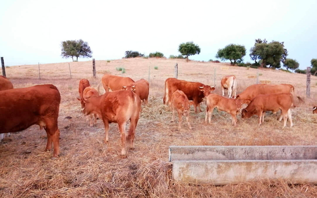 Andalucía pide una rebaja del 75% del IRPF para la ganadería, gravemente afectada por la sequía y «no se repita lo ocurrido el año pasado»