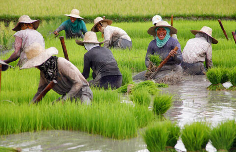 Un paso más ante las protestas: La UE ha restablecido las salvaguardias frente a la importación de arroz de Camboya y Birmania