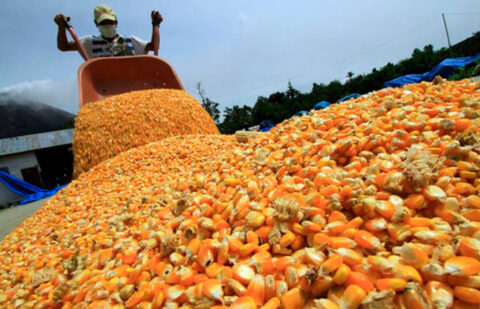 Sube 7 euros la tonelada el maíz en la lonja de León arrastrada por los mercados internacionales pero a la espera de acontecimientos