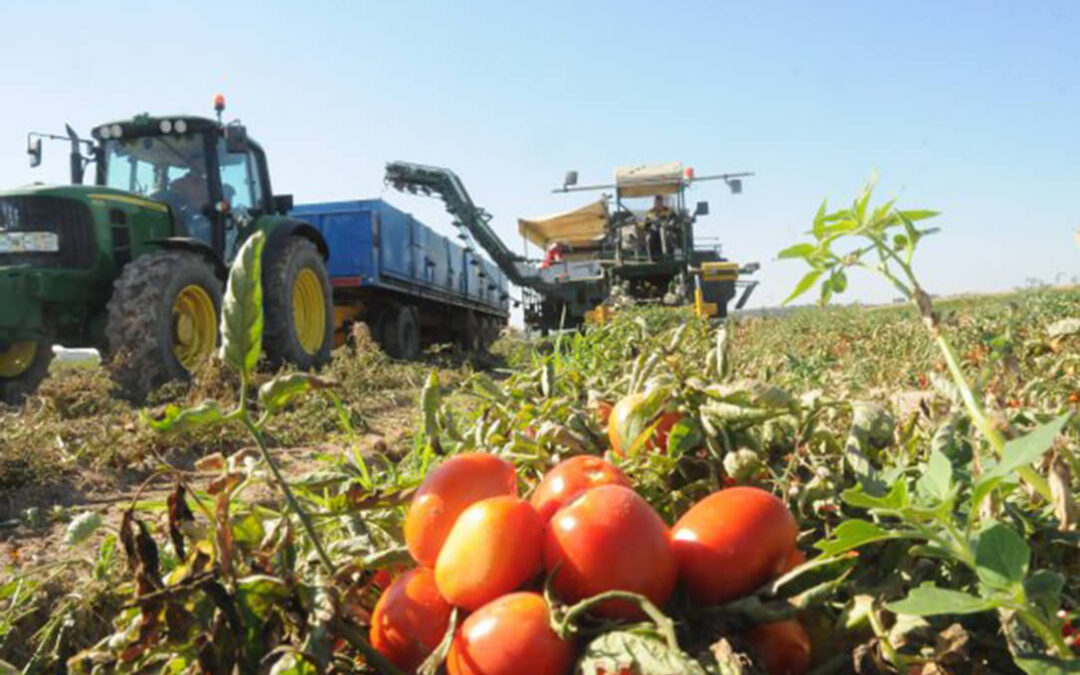 Estudian una demanda colectiva contra la industria del tomate para reclamar las cantidades no abonadas por pagar por debajo de costes