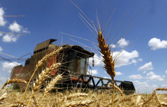 Sube con fuerza el mercado internacional, lo que impulsa al alza las cotizaciones del trigo y el maíz nacional