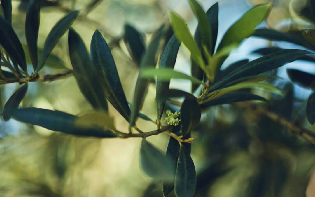 Agrimobi Olive-P la nueva solución que mejora la floración y cuajado del olivar al ser capaz de prevenir estados carenciales de fósforo