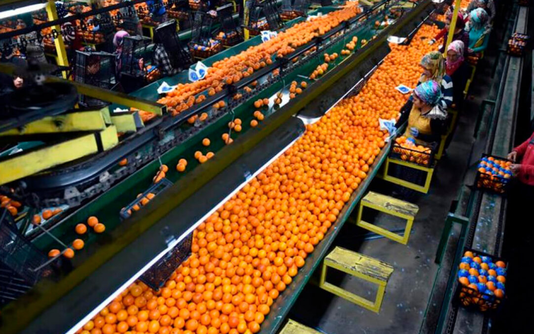 Aumento este año del 90% de las alertas europeas con materias activas no autorizadas en productos hortofrutícolas importados
