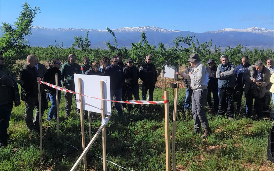 El Ifapa inicia un proyecto para evaluar la sostenibilidad y aplicación de eco-regímenes del almendro ecológico de secano en Andalucía