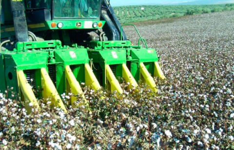 El Gobierno inicia la consulta pública para la actualización de la normativa sobre el pago específico al algodón