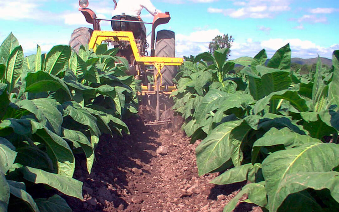 Extremadura pide a Planas el uso excepcional de dicloropropeno para la desinfección del suelo donde se cultiva tabaco