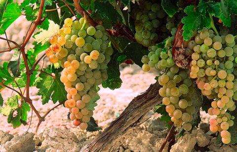Presentan Ecovid, un proyecto para mejorar la calidad de la uva y del vino, la salud del suelo y reducir el uso de biocidas en el viñedo