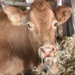La EHE sigue causando estragos a la ganadería: nacen animales con malformaciones, terneros muertos y vacas y sementales infértiles