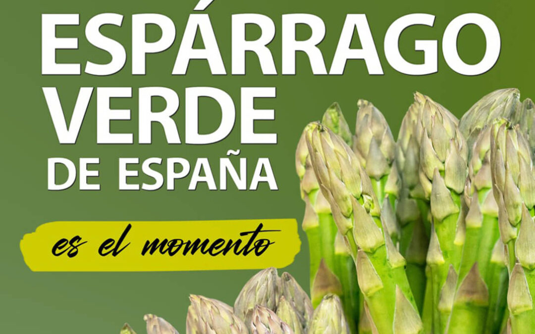 El espárrago verde de España ya se está recogiendo en todo el país y, al menos, 8 provincias se encuentran en plena campaña