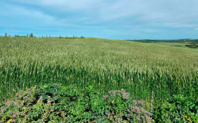 El Ifapa presenta un nuevo proyecto de experimentación agraria en cultivos herbáceos para impulsar su rentabilidad y sostenibilidad