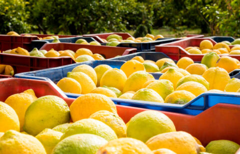 El precio de los alimentos subió un 325% del campo a la mesa en marzo, con un limón que se encareció un 1.354%