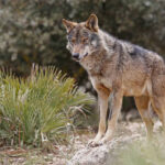 Los ataques de lobo han aumentado un 113% desde la protección y matan a 7 animales al día