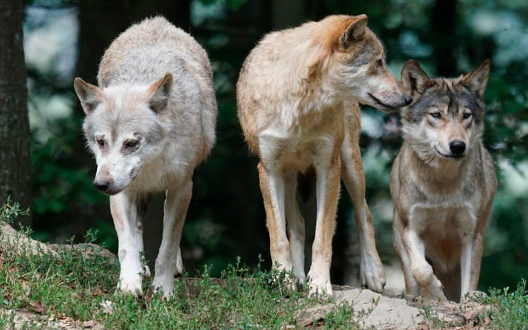 La Comunidad de Madrid ofrece ayudas de hasta 3.500 euros para proteger al ganado de los lobos sin necesidad de acreditar daños previos
