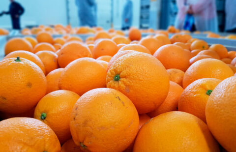 Los operadores comerciales mantienen sus precios de naranja pero se los bajan a los agricultores hasta un 40% desde enero