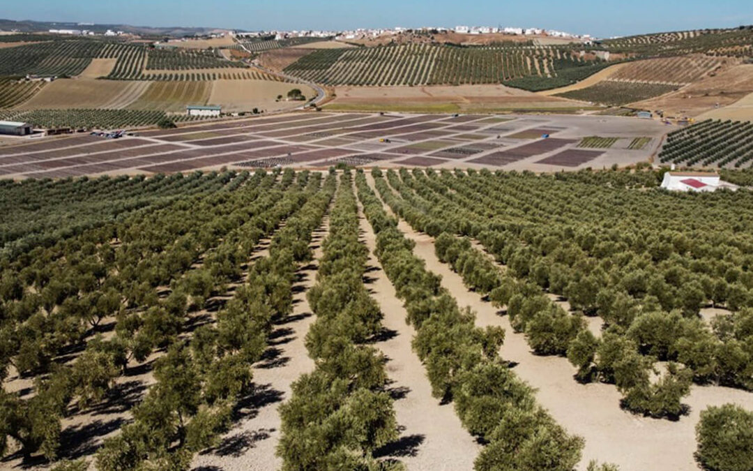 El campo se transforma y mira a la rentabilidad: ya es imposible encontrar plantas de olivo en España por el «boom» de la demanda