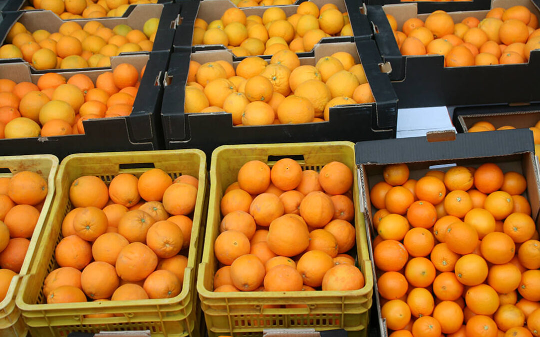 El precio de la naranja cae un 18% a pie de campo pero sube un 15% para el consumidor: se paga a 0,26 euros por kilo y se vende por 1,89 €/kg