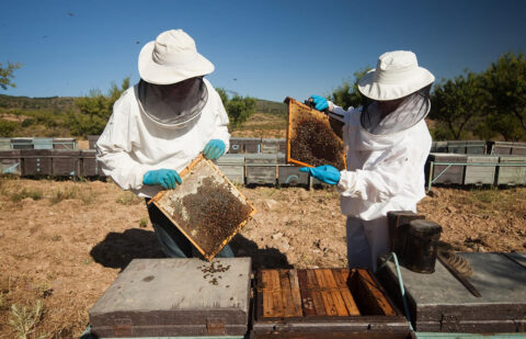 Advierten de que Agricultura pretende dejar de subvencionar la alimentación suplementaria de las abejas con un sobrecoste anual de 10.000€ por explotación