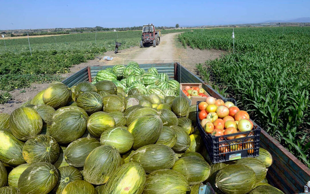Se espera un incremento de hectáreas de sandía y un descenso de melón en La Mancha aunque con una producción muy similar