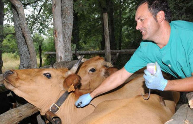 Piden que se realice la vacunación frente a la lengua azul de manera urgente a las explotaciones que trasladan el ganado a pastos