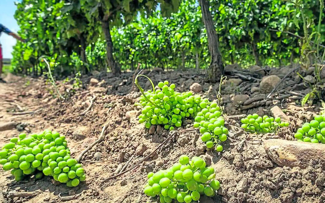 Piden que las ayudas a la cosecha en verde de la uva de vino en la C. Valenciana sean similares a las de otras comunidades autónomas