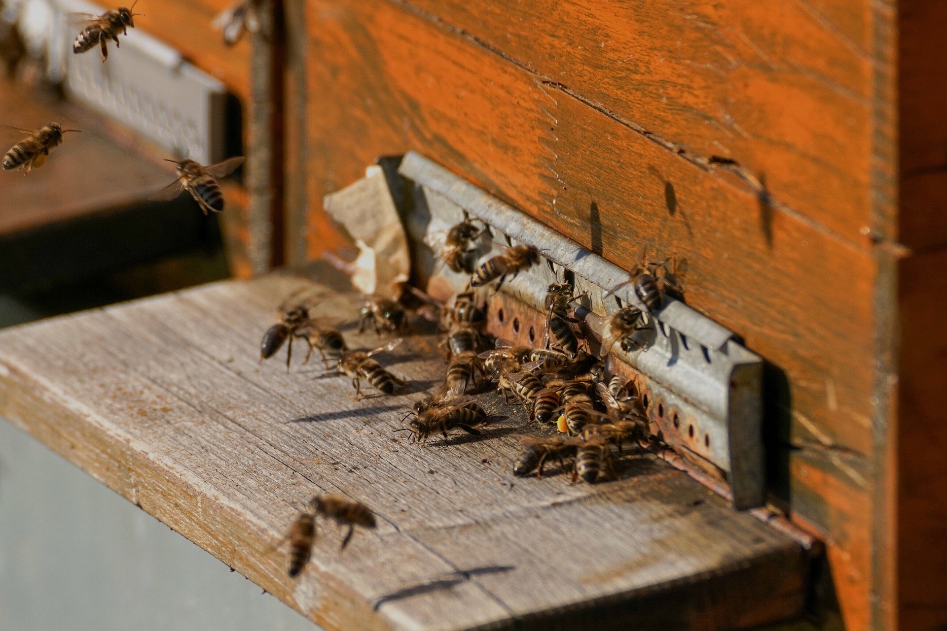 Más de 563.000 euros en ayudas agroambientales a la apicultura extremeña