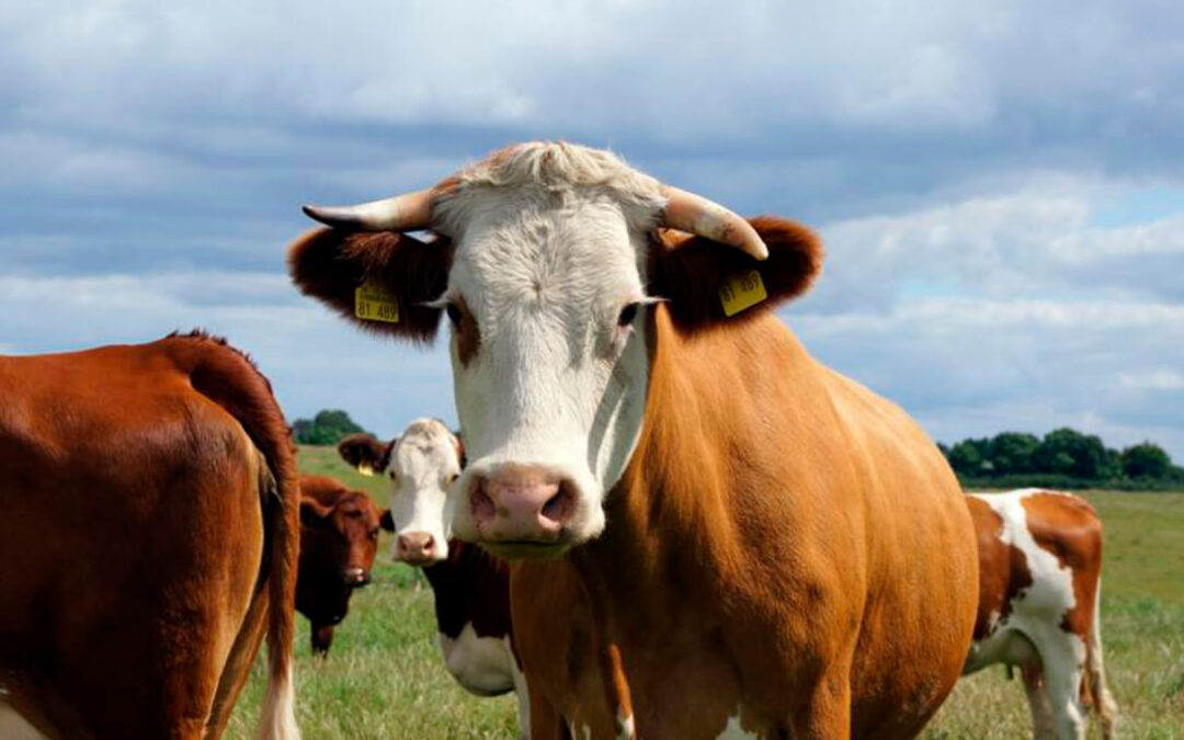 La ganadería triplica la reducción de emisiones establecida para 2020-2030